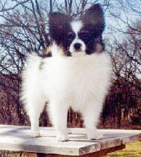 Zeleys Merlin at Ekbacken