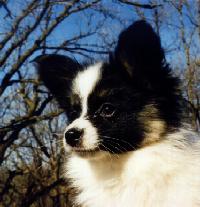 Zeleys Merlin at Ekbacken