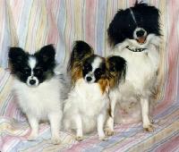 Merlin  Yatzi and Milo